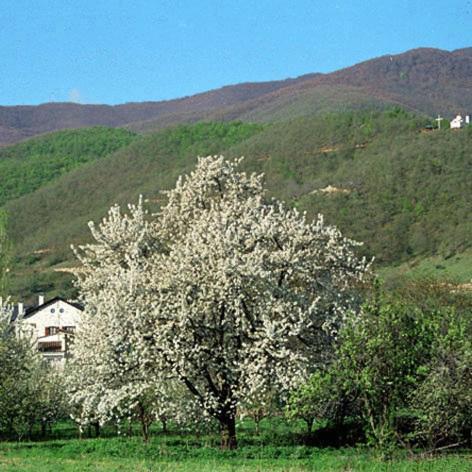 Villa Kastanodasos Embório Kültér fotó
